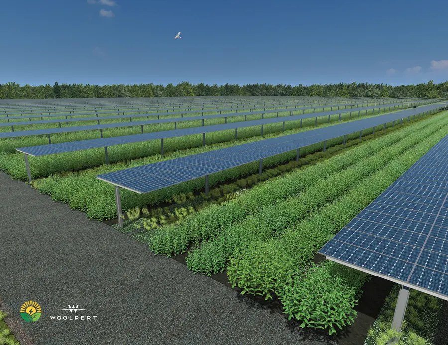 Solargation® noon horizontal rendering